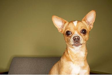 圣莫妮卡：《战神》20周年座谈会不会公布任何公告